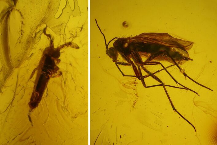 Fossil Springtail (Collembola) & Fly (Diptera) In Baltic Amber #173638